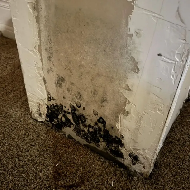 Professional Mold Removal in Woodstock, GA